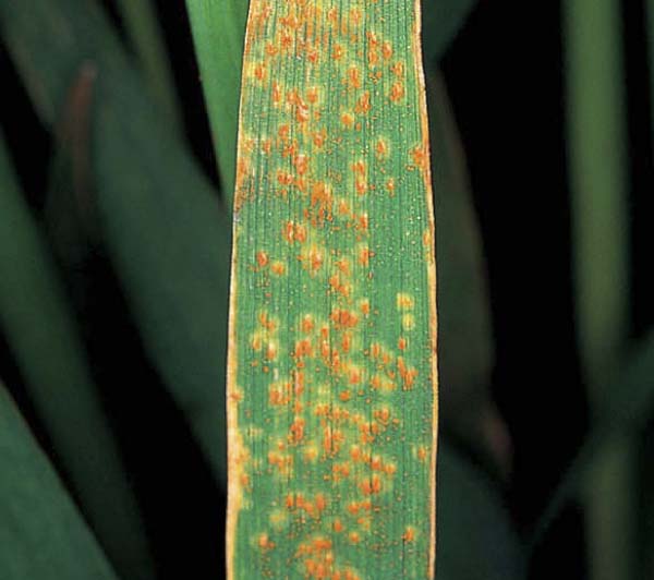 Rez ječná Rez ječná