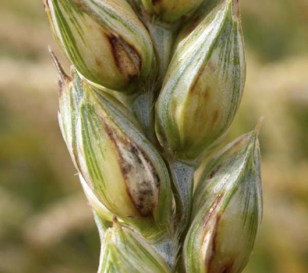 Fuzariózy na klasu pšenice Fuzariózy na klasu pšenice