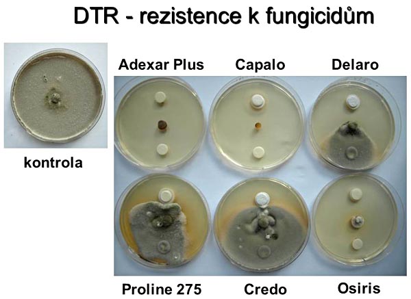 Obr. 6: Terč&iacute;kov&aacute; metoda testov&aacute;n&iacute; rezistence vůči fungicidům - Pyrenophora tritici-repentis (DTR)