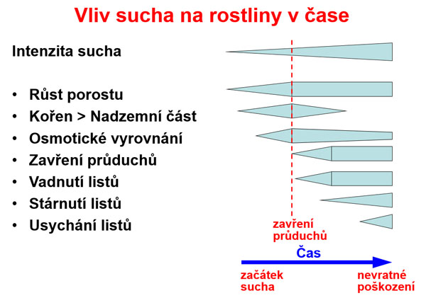 Sch&eacute;ma 1: Vliv stupňuj&iacute;c&iacute;ho se sucha na procesy u&nbsp;rostlin (podle Hsiao 1973, Larcher 2005, upravil Pr&aacute;&scaron;il)