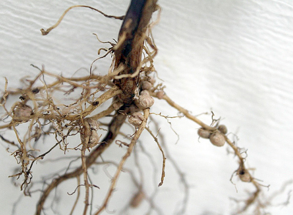 Obr. 2: Hl&iacute;zky obsahuj&iacute;c&iacute; symbiotick&eacute; bakterie na kořenech s&oacute;ji (varianta mořen&aacute; tzv. komplexn&iacute;m mořen&iacute;m) 12. 7. 2017