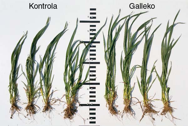 Obr. 1: P&scaron;enica ozimn&aacute;, odroda Annie, (25. 4. 2018, NPPC V&Uacute;RV Pie&scaron;ťany V&Scaron;S Mal&yacute; &Scaron;ari&scaron;)