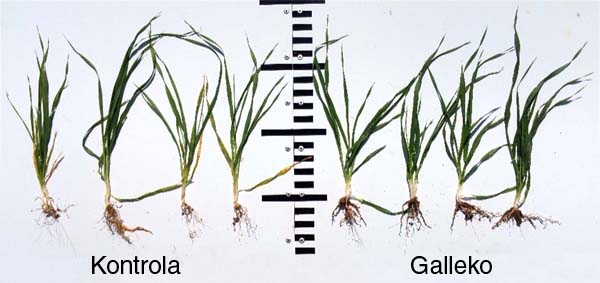 Obr. 2a: Jarn&yacute; jačmeň, NPPC V&Uacute;RV Pie&scaron;ťany - lokalita Borovce (odroda Malz) 3. 5. 2018