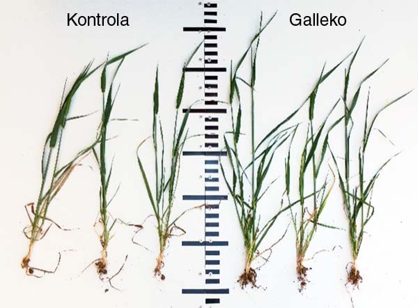 Obr. 2b: Jarn&yacute; jačmeň, NPPC V&Uacute;RV Pie&scaron;ťany - lokalita Borovce (odroda Malz) 22. 5. 2018