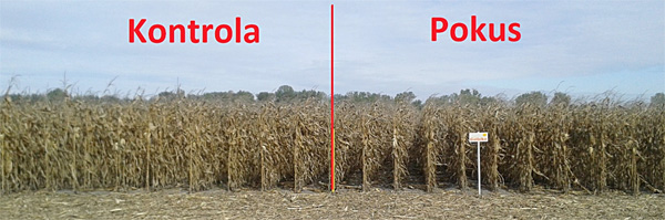 Obr. 1: Kontroln&yacute; a&nbsp;pokusn&yacute; variant, hybrid GKT 384 (27. 9. 2018)