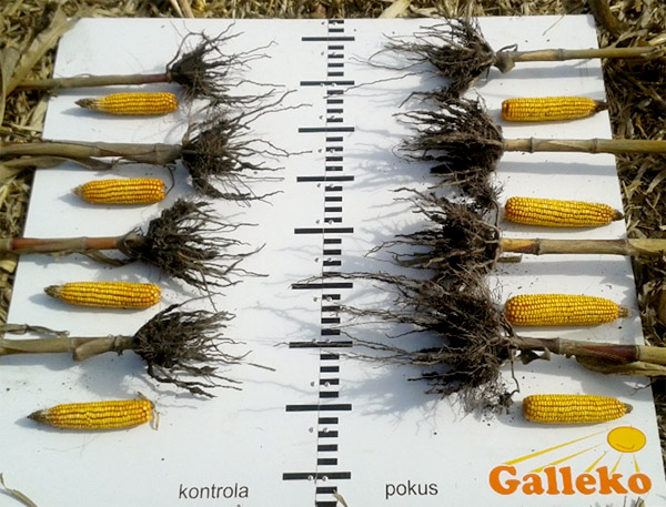 Obr. 2: Detail koreňovej s&uacute;stavy (27. 9. 2018)