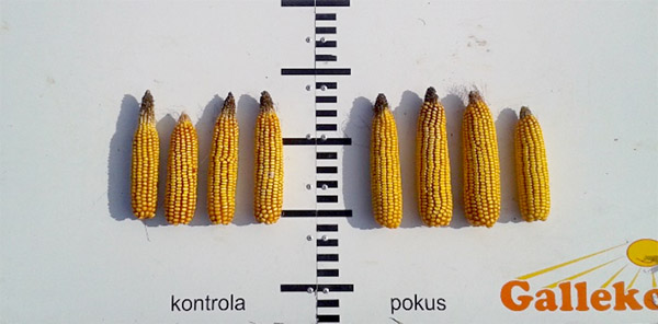 Obr. 3 Detail &scaron;&uacute;ľkov (27. 9. 2018)