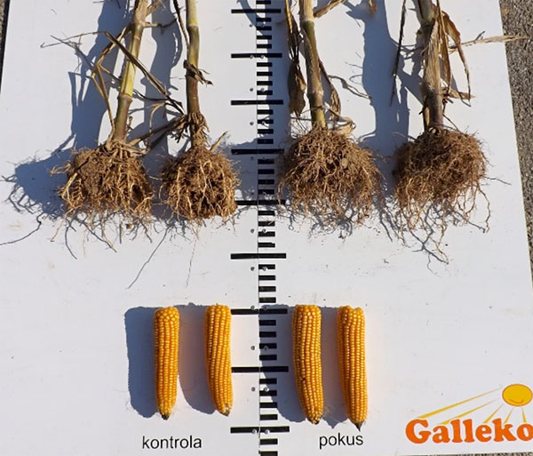 Obr. 6: Hybrid ES Yeti (FAO 290)