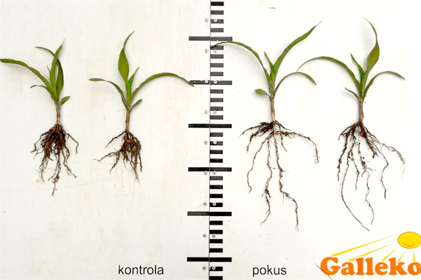 Obr. 3: Stav rastl&iacute;n kukurice siate, 16. 5. 2018, D-K zemědělsk&aacute; a.s. okres Plzeň, siata 18. 4. 2018