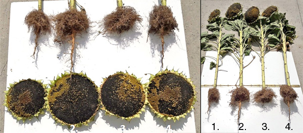 Obr. 4: Stav rastl&iacute;n slnečnice, 8.9.2017, odroda NK Brio, NPPC V&Uacute;RV Pie&scaron;ťany - lokalita Borovce