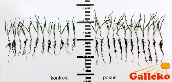 Obr. 1: P&scaron;enica ozimn&aacute;, odroda Reform, podnik Agroteam Černochov s.r.o. (ČR), foto 2. 11. 2017, vľavo kontrola vpravo o&scaron;etren&eacute; Galleko &scaron;peci&aacute;l.