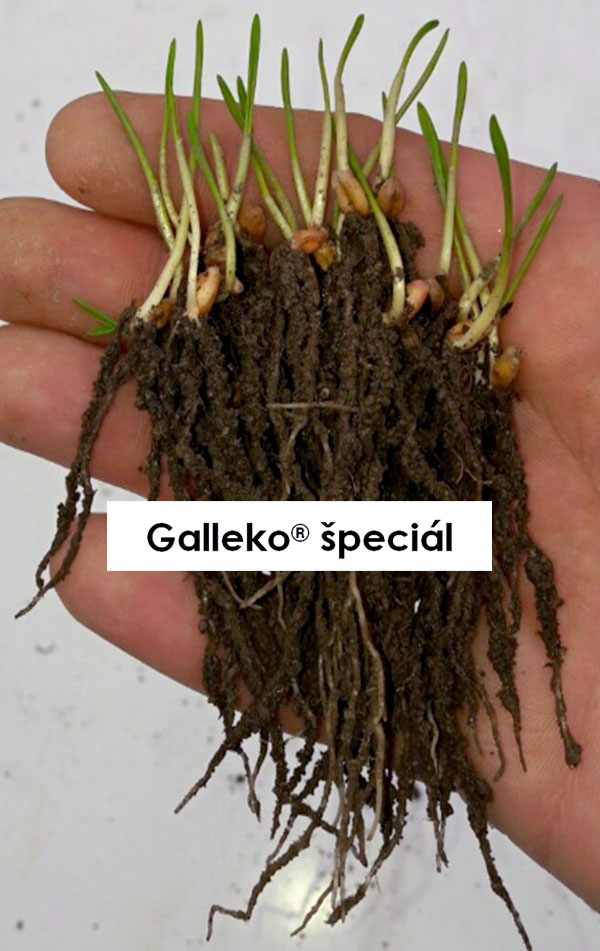 Obr. 2: Pšenica ozimná, odroda Avenue, podnik Niva-Čikov s.r.o. (ČR), siata 3.10.2016, foto 19. 10. 2016, osivo ošetrené prípravkom Galleko špeciál Obr. 2: Pšenica ozimná, odroda Avenue, podnik Niva-Čikov s.r.o. (ČR), siata 3.10.2016, foto 19. 10. 2016, osivo ošetrené prípravkom Galleko špeciál