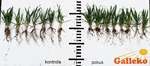 Obr. 3: Pšenica ozimná, odroda Turandot, podnik Zemědělské družstvo se sídlem v Dlouhé Lhotě (ČR), foto 5. 4. 2018, vľavo kontrola vpravo ošetrené Galleko špeciál Obr. 3: Pšenica ozimná, odroda Turandot, podnik Zemědělské družstvo se sídlem v Dlouhé Lhotě (ČR), foto 5. 4. 2018, vľavo kontrola vpravo ošetrené Galleko špeciál