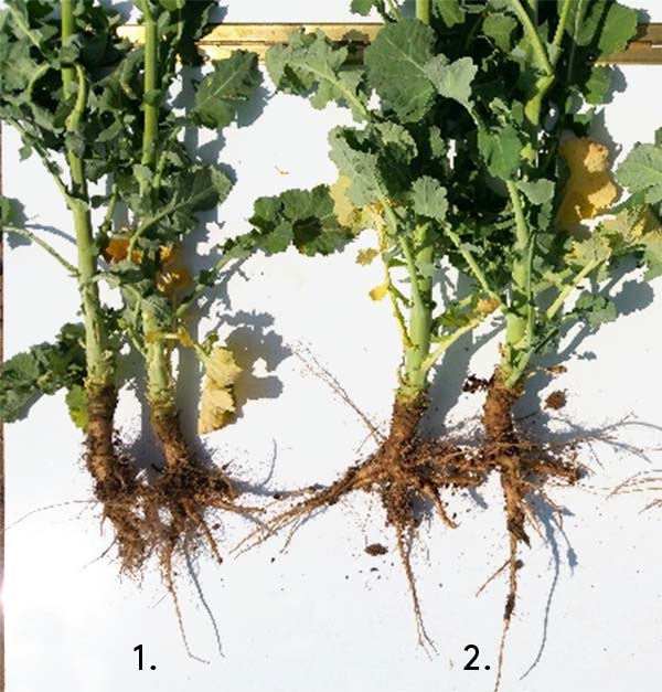 Obr. 3: Stav rastl&iacute;n repky 3. 5. 2018, NPPC &ndash; V&Uacute;RV Pie&scaron;ťany, lokalita Borovce, 1. kontrola, 2. jesenn&aacute; aplik&aacute;cia Galleko koreň 0,8 l/ha 