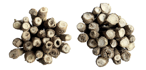 Caryx&reg; aplikovan&yacute; na podzim - &uacute;činnost proti fomov&eacute; hnilobě, nahoře neo&scaron;etřeno, dole o&scaron;etřeno, Opava, OSEVA PRO, Ing. Eva Plachk&aacute; Ph.D., 2014