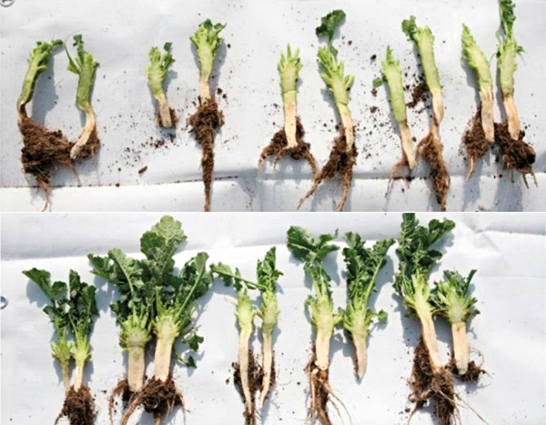 Zastaven&iacute; růstu vegetačn&iacute;ho vrcholu před zimou zlep&scaron;uje přezimov&aacute;n&iacute;, nahoře neo&scaron;etřeno, dole o&scaron;etřeno Caryx&reg; 1 l/ha, zdroj: BASF