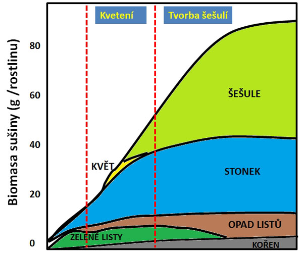 Obr. 1: Změny v&nbsp;biomase během kveten&iacute; a&nbsp;tvorby &scaron;e&scaron;ul&iacute; (upraveno dle Malagoli et al 2005)
