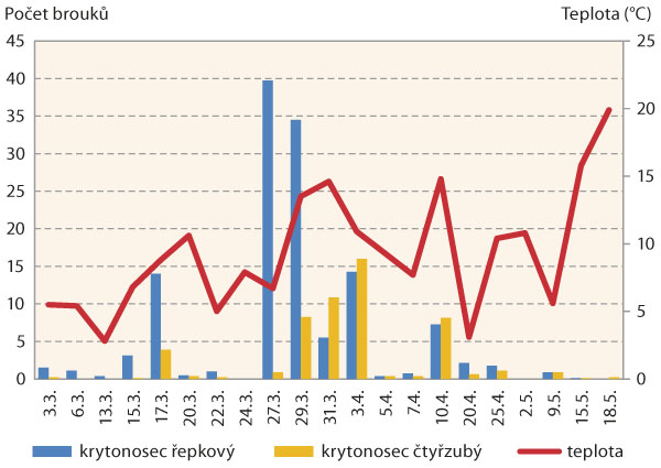 Graf 1: Celkov&yacute; počet zachycen&yacute;ch dospělců krytonosce řepkov&eacute;ho a&nbsp;krytonosce čtyřzub&eacute;ho v&nbsp;průměru na osm žlut&yacute;ch misek v&nbsp;z&aacute;vislosti na teplotě v&nbsp;5 cm nad zem&iacute; (Praha-Ruzyně, 2017)