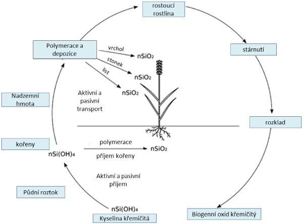 Sch&eacute;ma 1: Koloběh křem&iacute;ku