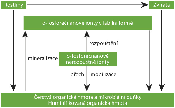 Sch&eacute;ma procesu přeměn nerozpustn&eacute;ho fosforu pomoc&iacute; organick&eacute; hmoty do labiln&iacute; až vodorozpustn&eacute; formy fosforu (o-fosforečňanů).