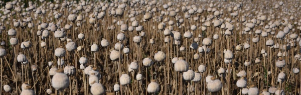 Česk&yacute; modr&yacute; m&aacute;k