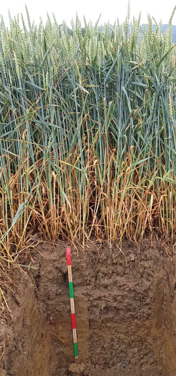 Obr. 1: Pole je jako žena - od pasu nahoru porosty mohou b&yacute;t kr&aacute;sn&eacute;, ale plod&iacute; t&iacute;m, co je od pasu dolů - půda