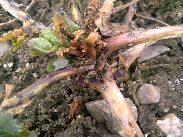 Napaden&iacute; komplexem houbov&yacute;ch chorob