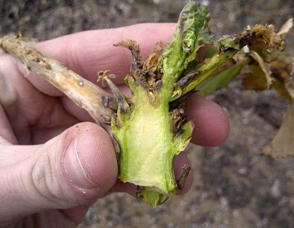 Po&scaron;kozen&iacute; srd&eacute;čka řepky ž&iacute;rem larvy dřepč&iacute;ka