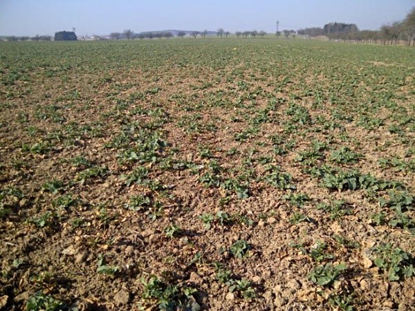 Ř&iacute;dk&eacute; a&nbsp;nevyrovnan&eacute; porosty