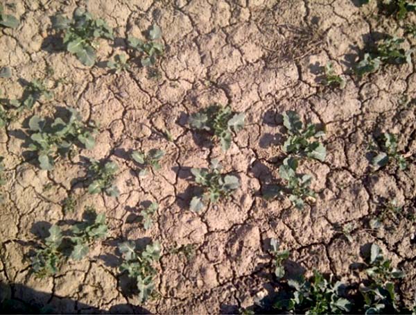 Oslaben&eacute; porosty se slab&yacute;m kořenov&yacute;m krčkem