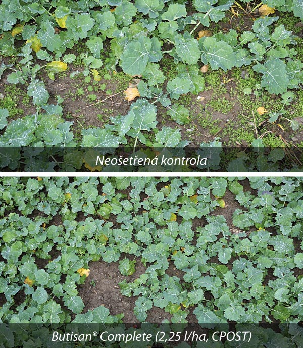 Obr. 1: Herbicidní účinnost ošetření ozimé řepky Obr. 1: Herbicidní účinnost ošetření ozimé řepky