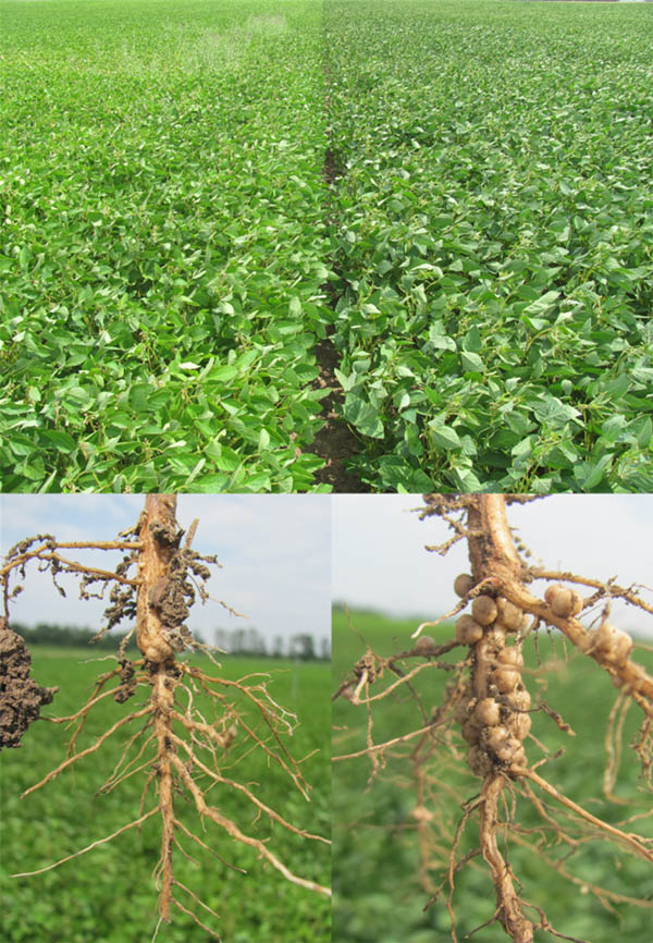 Obr. 3: &Uacute;spě&scaron;n&aacute; inokulace je nezbytn&aacute; pro produkci s&oacute;ji. S&oacute;ja bez hl&iacute;zek (vlevo) trp&iacute; nedostatkem dus&iacute;ku. &Uacute;spě&scaron;n&eacute; očkov&aacute;n&iacute; může poskytnout v&scaron;echny dal&scaron;&iacute; potřeby dus&iacute;ku z&nbsp;půdn&iacute;ho vzduchu (vpravo) (foto: Josef Wasner)