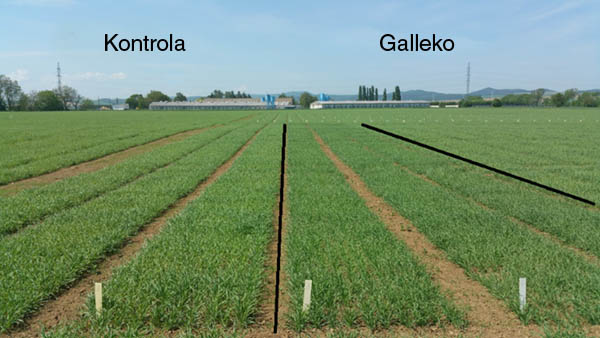 Obr.1: Jarn&yacute; jačmeň (3. 5. 2018)