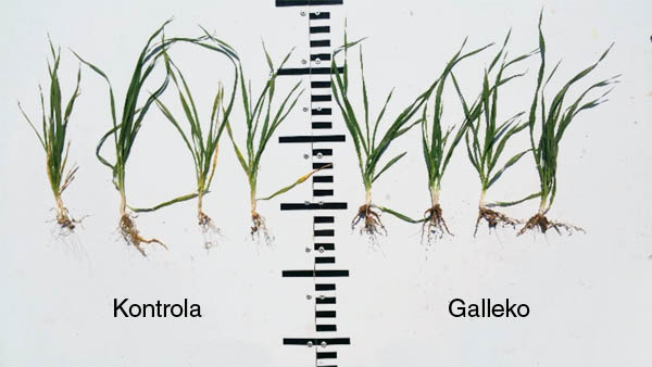 Obr.2: Jarn&yacute; jačmeň, detail porastu (3. 5. 2018)