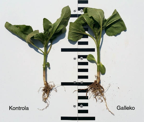 Obr.3: Slnečnica (22. 5. 2018, NK Brio, NPPC V&Uacute;RV Pie&scaron;ťany, lokalita Borovce)