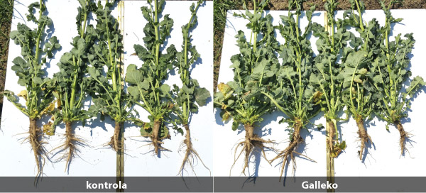 Obr. 1: Repka ozimn&aacute;, hybrid Shrek, RD Bzov&iacute;k, 18. 4. 2018