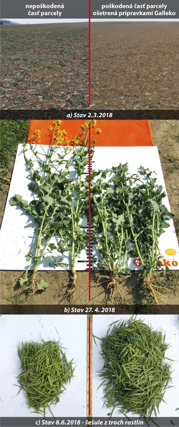 Obr. 2: Repka ozimn&aacute;, RD Častkov (Conrad CL, 2018)