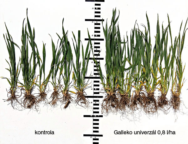 Obr. 1: P&scaron;enica ozimn&aacute;, odroda Rebell (okr. Louny, ČR, 30. 4. 2018)