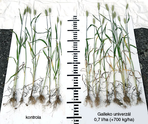 Obr. 2: P&scaron;enica ozimn&aacute;, odroda Pannonia NS (ZD Ln&aacute;ře, okr. Strakonice, 7. 6. 2018)