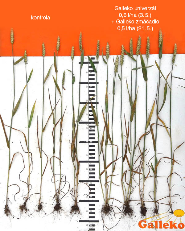 Obr. 3: P&scaron;enica ozimn&aacute;, odroda Tobak (ZD Svojet&iacute;n, okr. Rakovn&iacute;k, 29. 6. 2018)