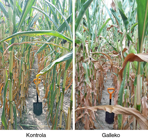 Obr. 1: Kukurice, KWS Walterina, 15. 8. 2018, Třemošenská a.s, okres Plzeň Obr. 1: Kukurice, KWS Walterina, 15. 8. 2018, Třemošenská a.s, okres Plzeň