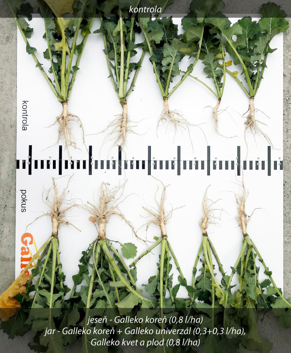Obr. 1: Repka ozimná (Roľnícke družstvo Bzovík, okr. Krupina SR, 31. 10. 2017) Obr. 1: Repka ozimná (Roľnícke družstvo Bzovík, okr. Krupina SR, 31. 10. 2017)
