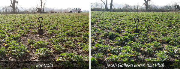 Obr. 2: Porast repky ozimnej v jeseni ošetrený prípravkom Galleko koreň (Ústecký kraj, ČR, 9. 4. 2018) Obr. 2: Porast repky ozimnej v jeseni ošetrený prípravkom Galleko koreň (Ústecký kraj, ČR, 9. 4. 2018)