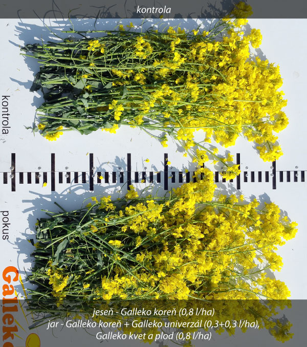 Obr. 4 Repka ozimná, 5 rastlín (PD Vrbové, okr. Piešťany, SR, 28. 4. 2018) Obr. 4 Repka ozimná, 5 rastlín (PD Vrbové, okr. Piešťany, SR, 28. 4. 2018)