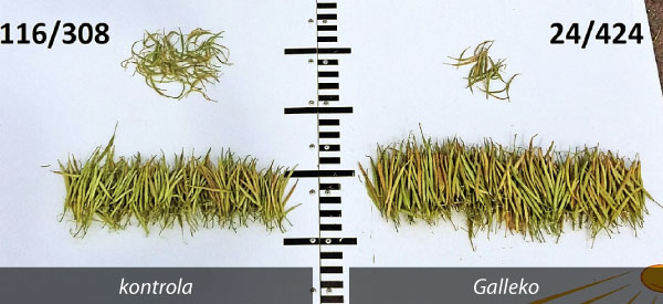Obr. 5: Pomer zaschnutých a nevyvinutých šešuli k produktívnym (okr. Litoměřice,ČR, 21. 6. 2018 Obr. 5: Pomer zaschnutých a nevyvinutých šešuli k produktívnym (okr. Litoměřice,ČR, 21. 6. 2018
