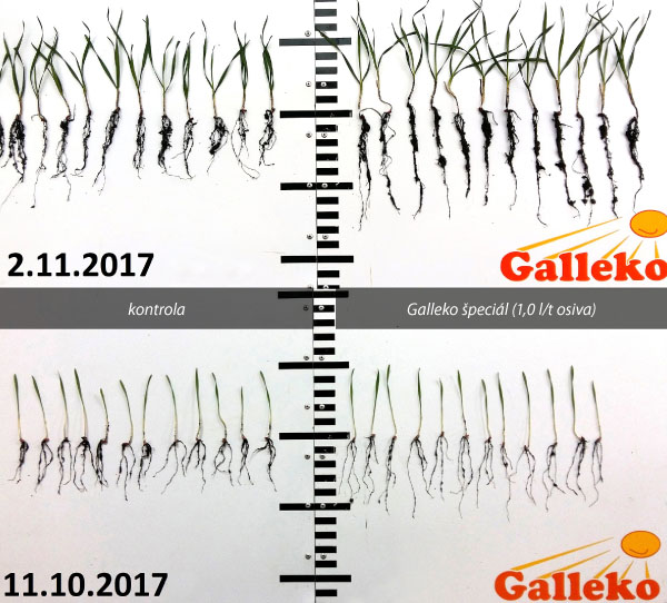 Obr. 1: Pšenica ozimná - odroda Reform, Peruc, okr. Louny, ČR Obr. 1: Pšenica ozimná - odroda Reform, Peruc, okr. Louny, ČR