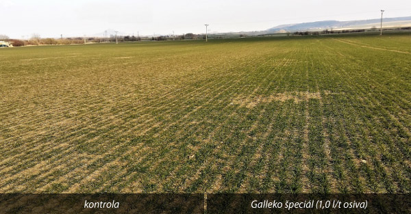 Obr. 2: Pšenica ozimná - odroda Reform, Slavětín, okr. Louny, ČR, 27. 2. 2018 Obr. 2: Pšenica ozimná - odroda Reform, Slavětín, okr. Louny, ČR, 27. 2. 2018