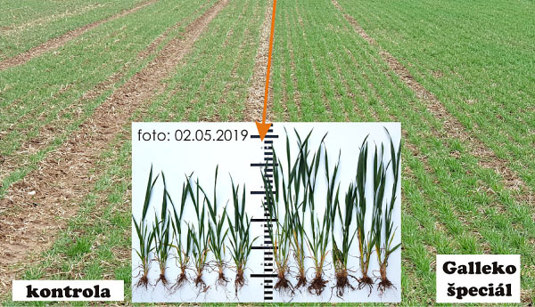 Obr. 3: Pšenica ozimná - odroda Butterfly, Zdětín, okr. Prostějov, ČR, 12. 3. a 2. 5. 2019 Obr. 3: Pšenica ozimná - odroda Butterfly, Zdětín, okr. Prostějov, ČR, 12. 3. a 2. 5. 2019
