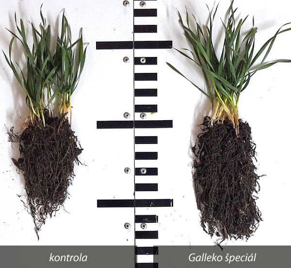Obr. 4: Pšenica ozimná - odroda Genius, Ročov, okr. Louny, ČR, 13. 11. 2019 Obr. 4: Pšenica ozimná - odroda Genius, Ročov, okr. Louny, ČR, 13. 11. 2019