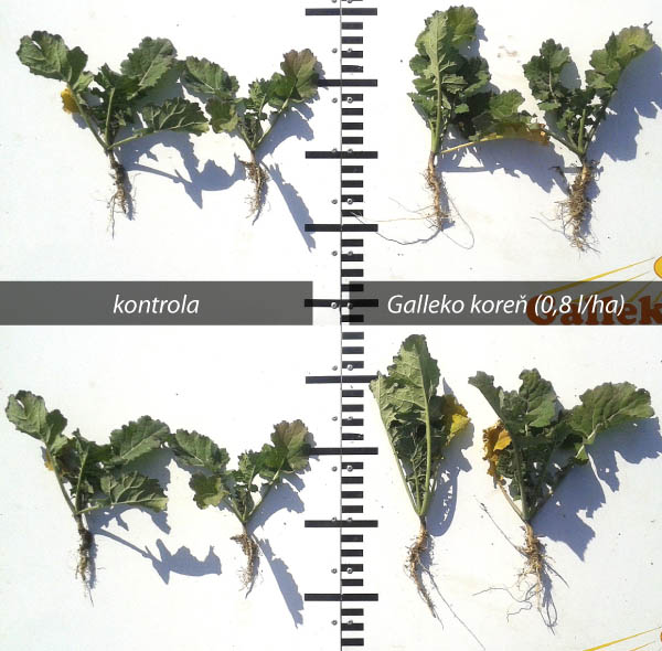 Obr. 1: Repka ozimn&aacute;, ES Monaco, NPPC &ndash; V&Uacute;RV, lokalita V&Scaron;S V&iacute;gľa&scaron; - Pstru&scaron;a (o&scaron;etreno 14. 9. 2018, foto 4. 10. 2018)